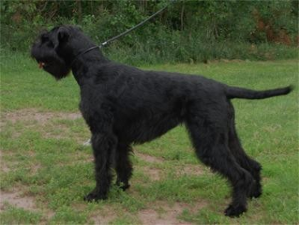 Riesenschnauzerhündin_schwarz