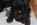 4 Wochen altes Hundebaby
