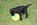 Hundebaby mit Ball